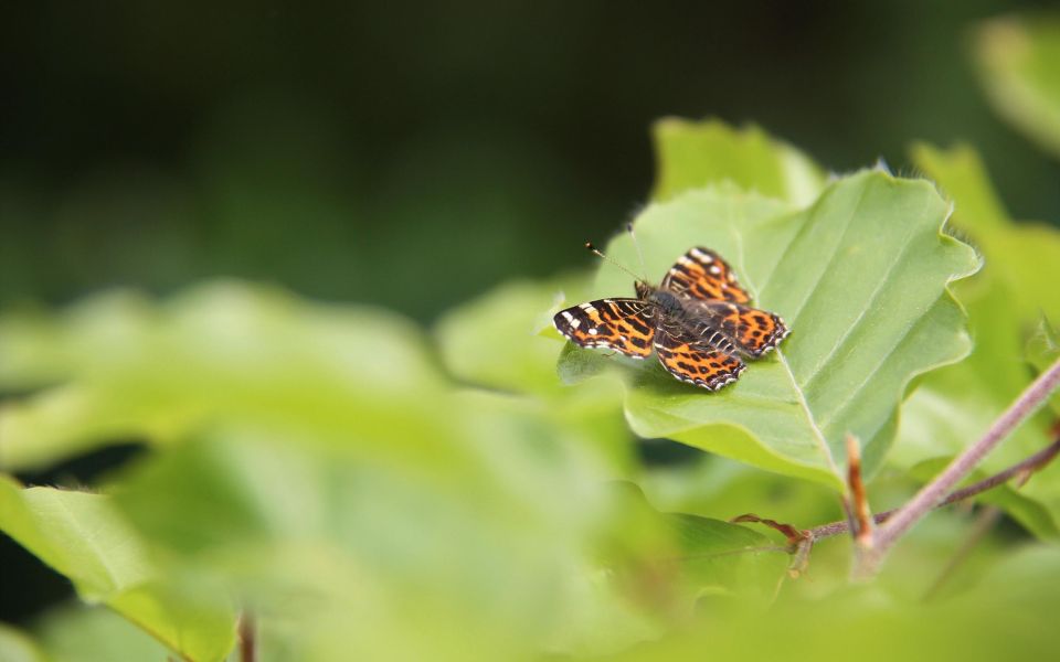 Nader soortenonderzoek